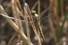 IMG_0613 Orthetrum cancellatum imm male